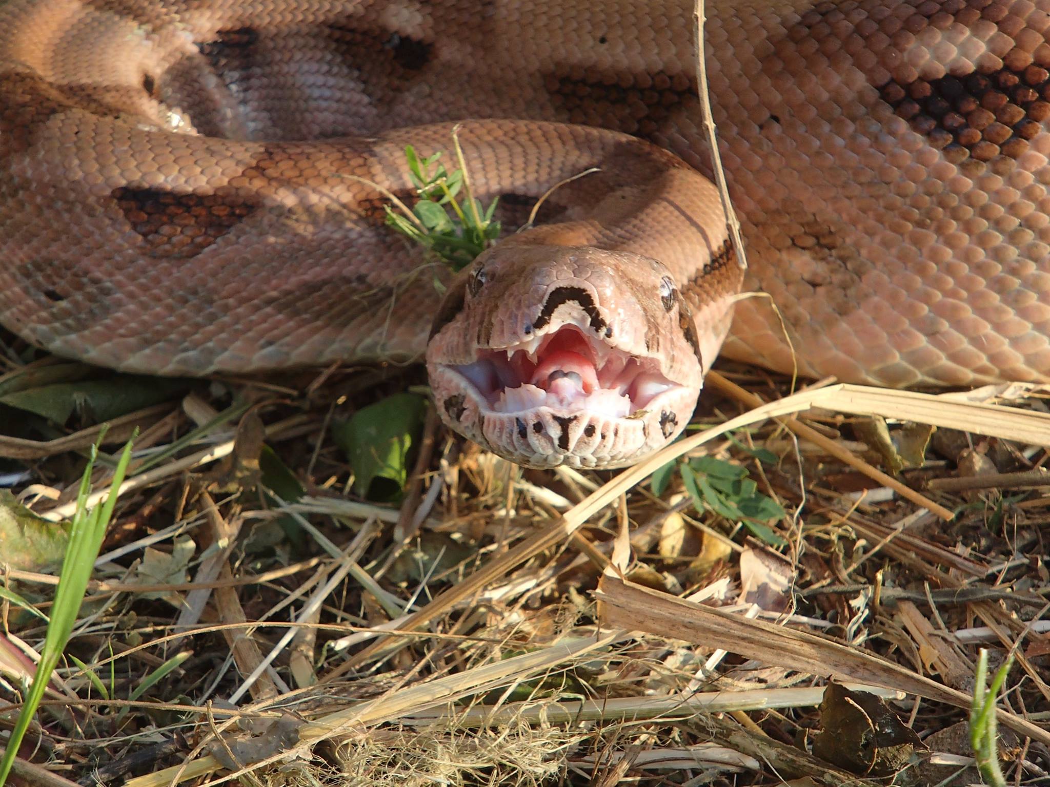 Snake on St Croix Photo