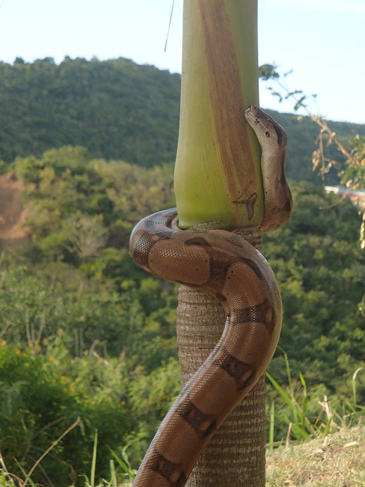 Snake on St Croix Photo