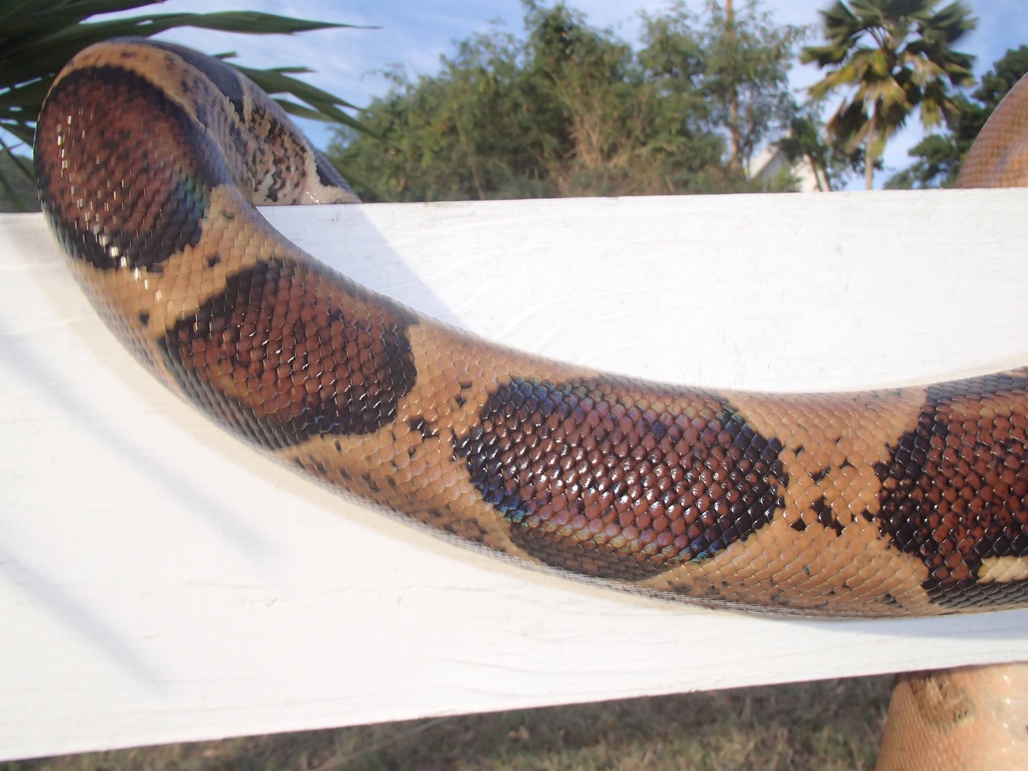 Snake on St Croix Photo