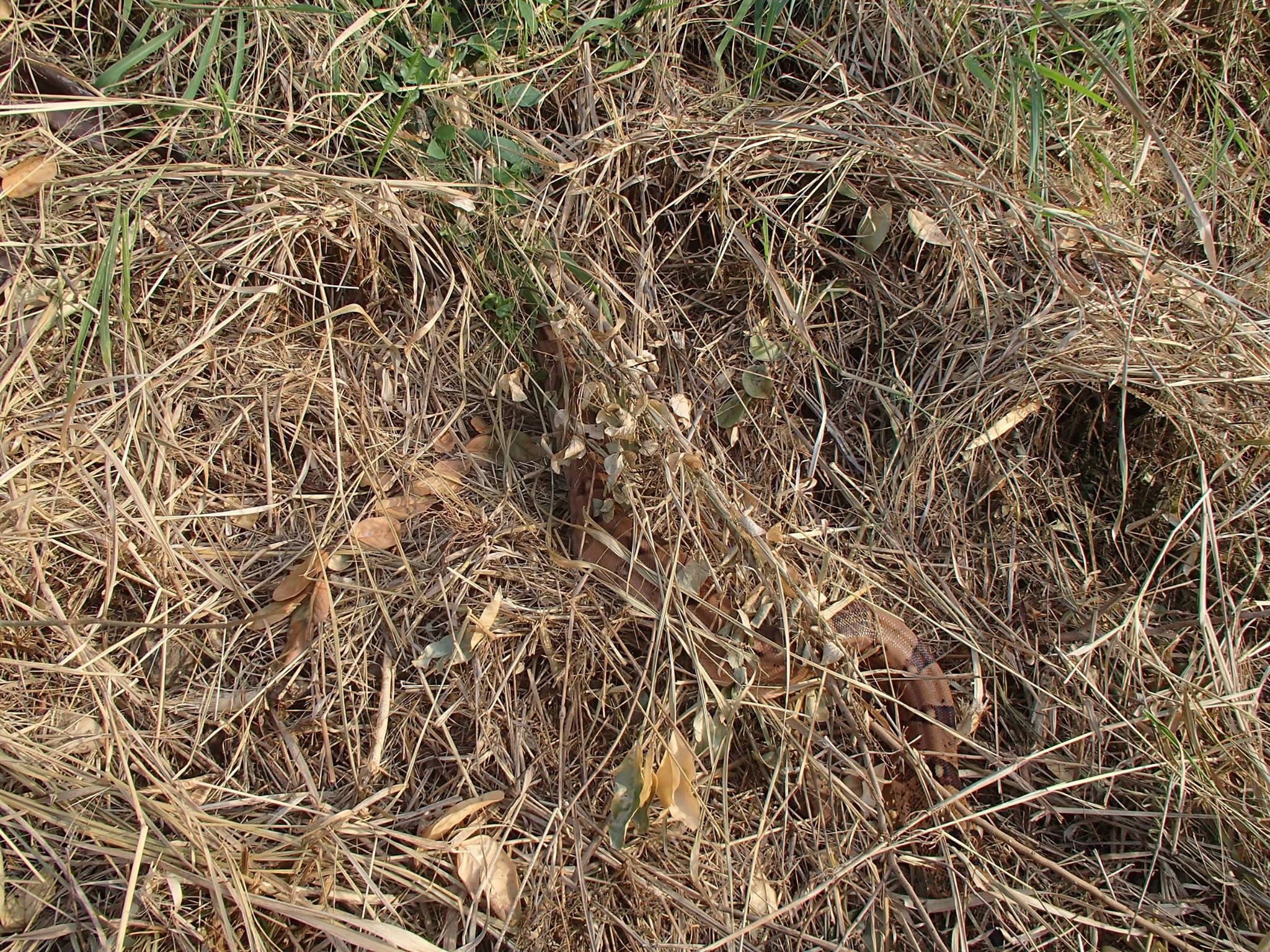 Snake on St Croix Photo