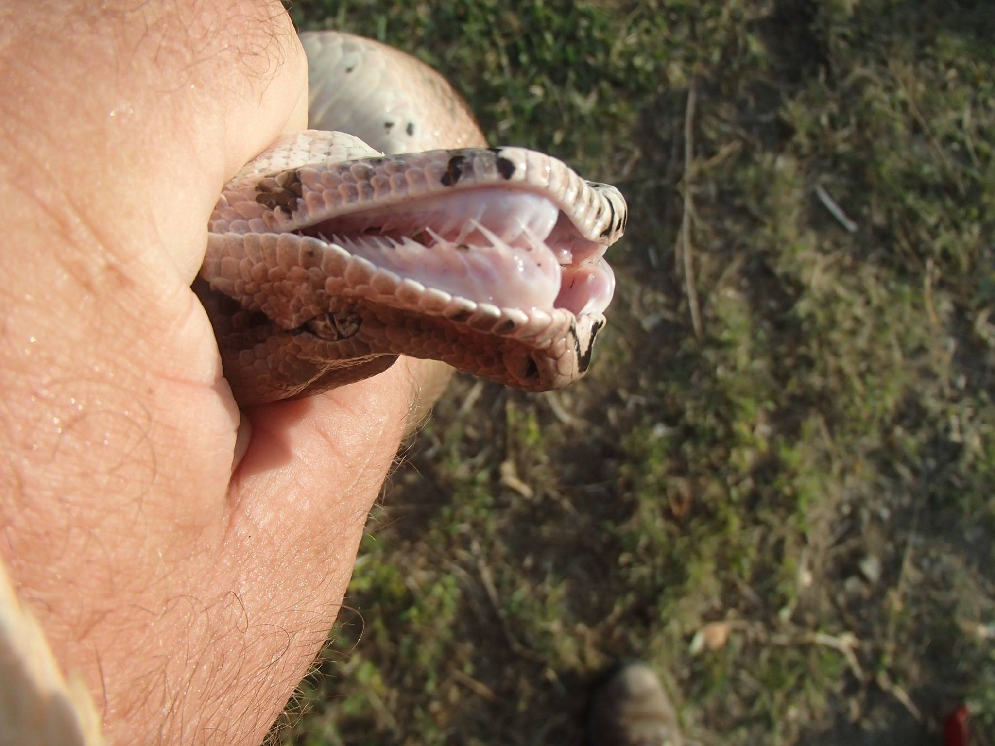 Snake on St Croix Photo