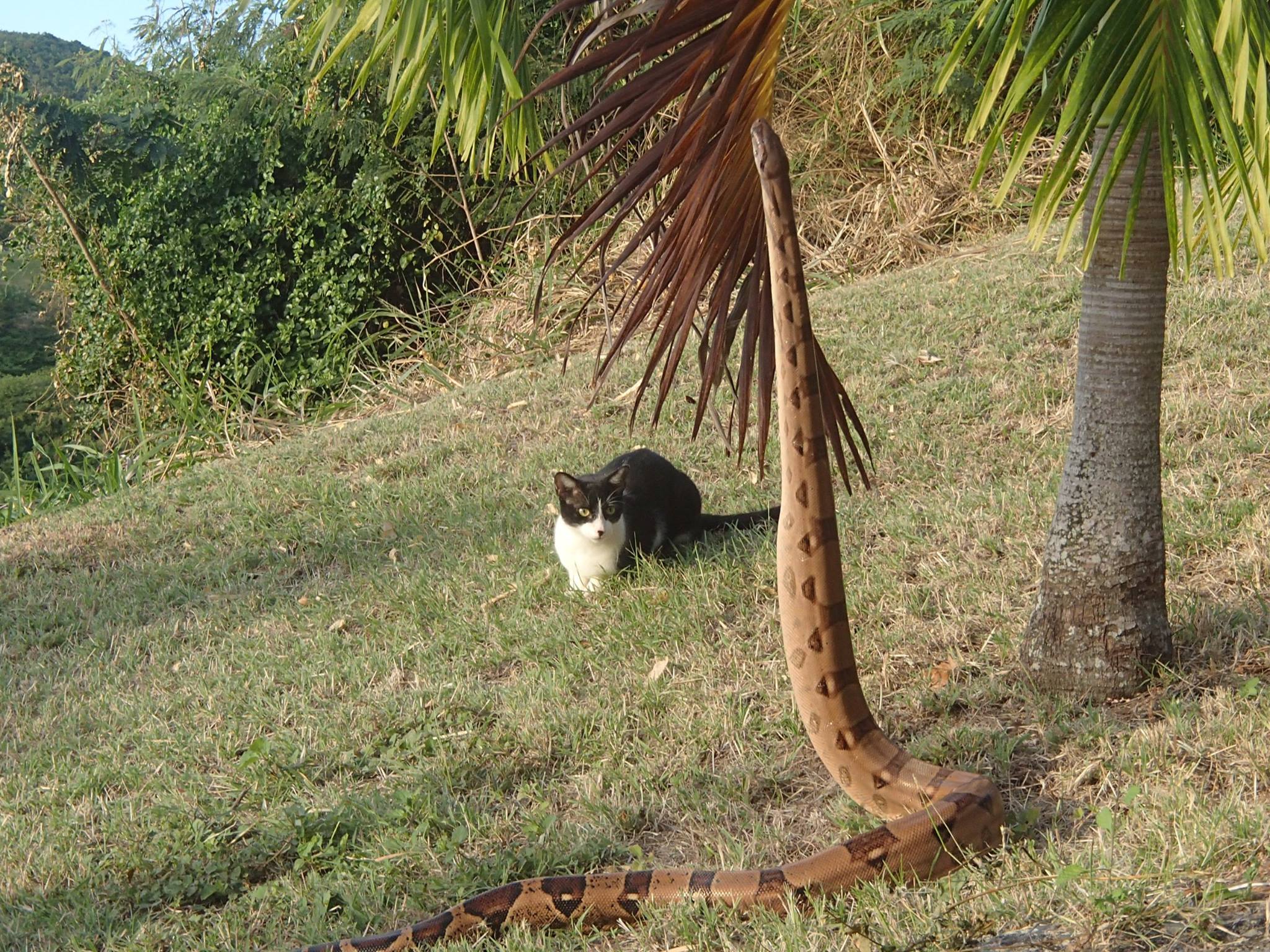 Snake on St Croix Photo