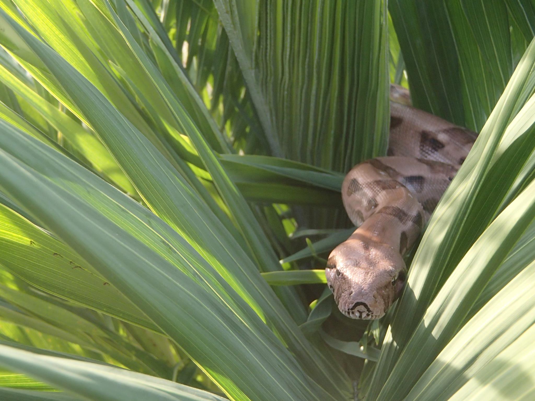 Snake on St Croix Photo