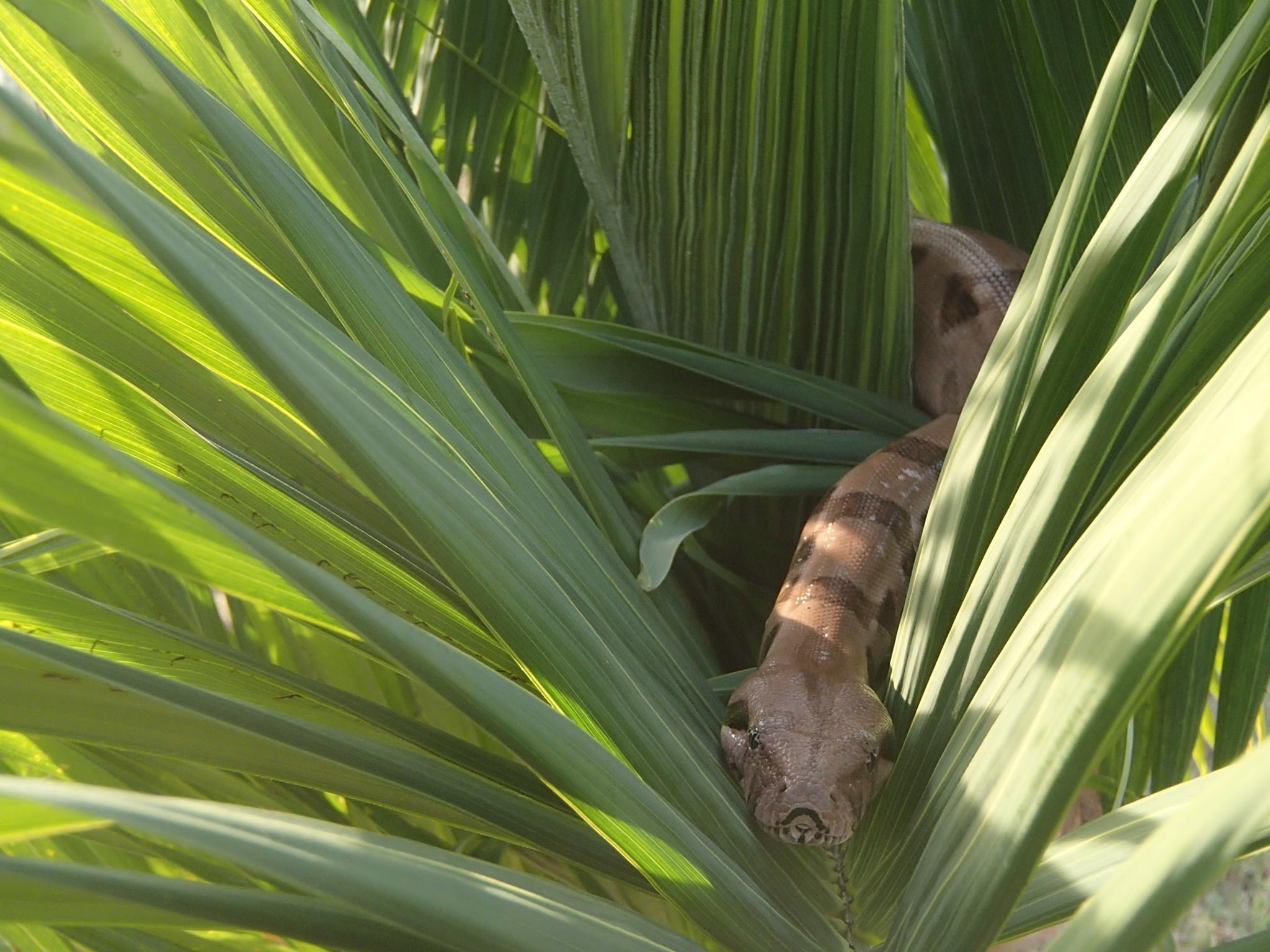 Snake on St Croix Photo