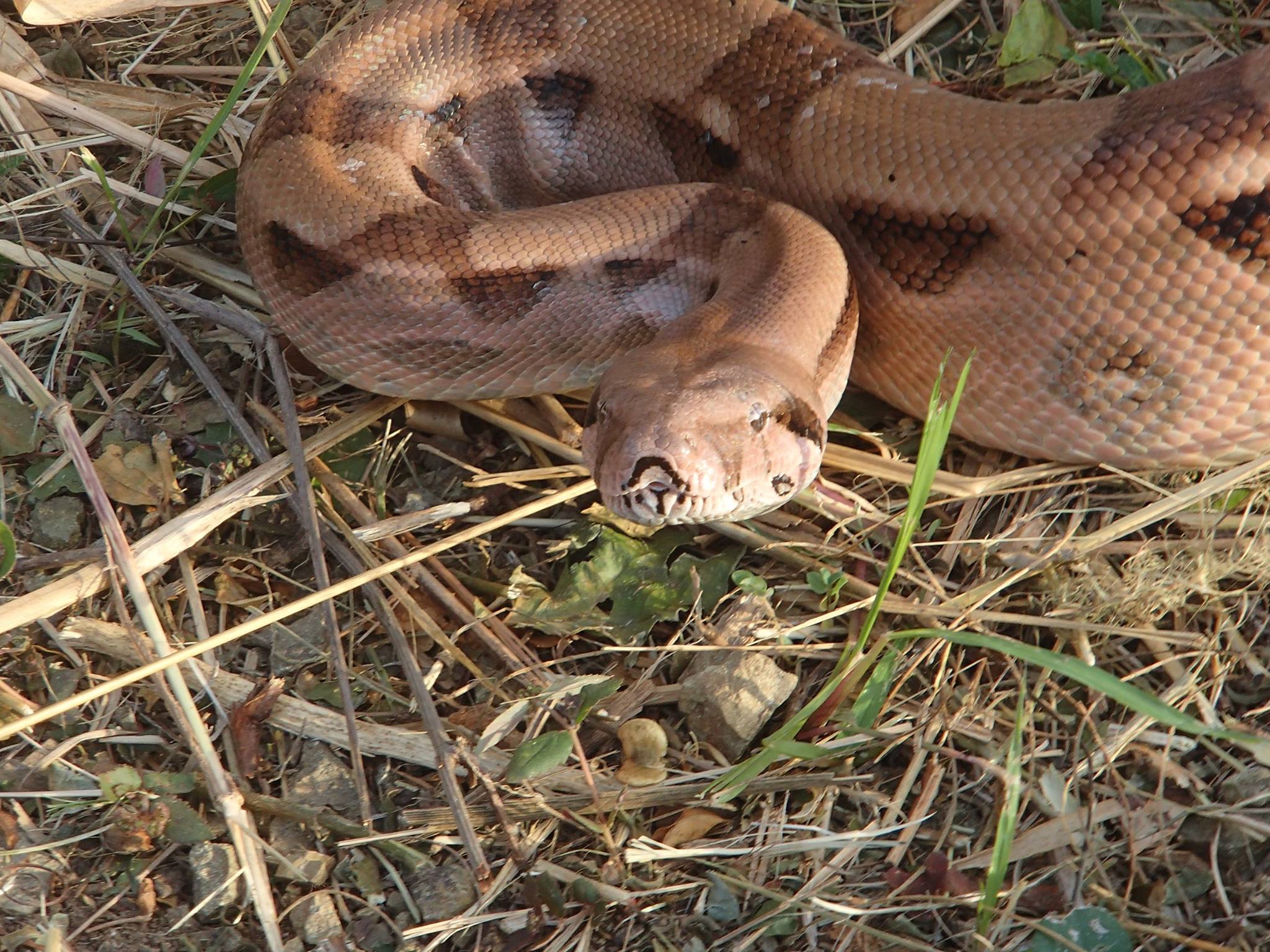 Snake on St Croix Photo