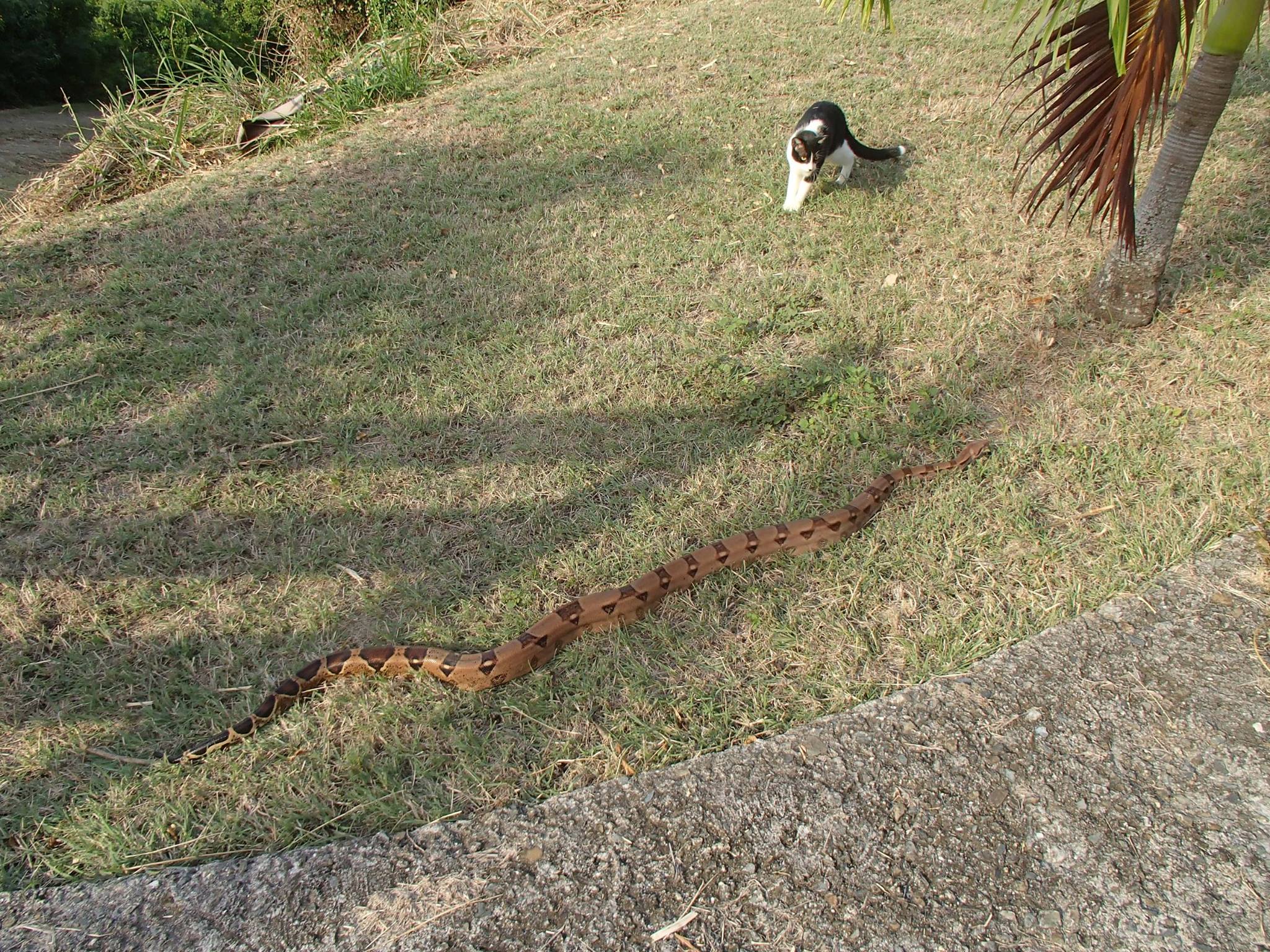 Snake on St Croix Photo