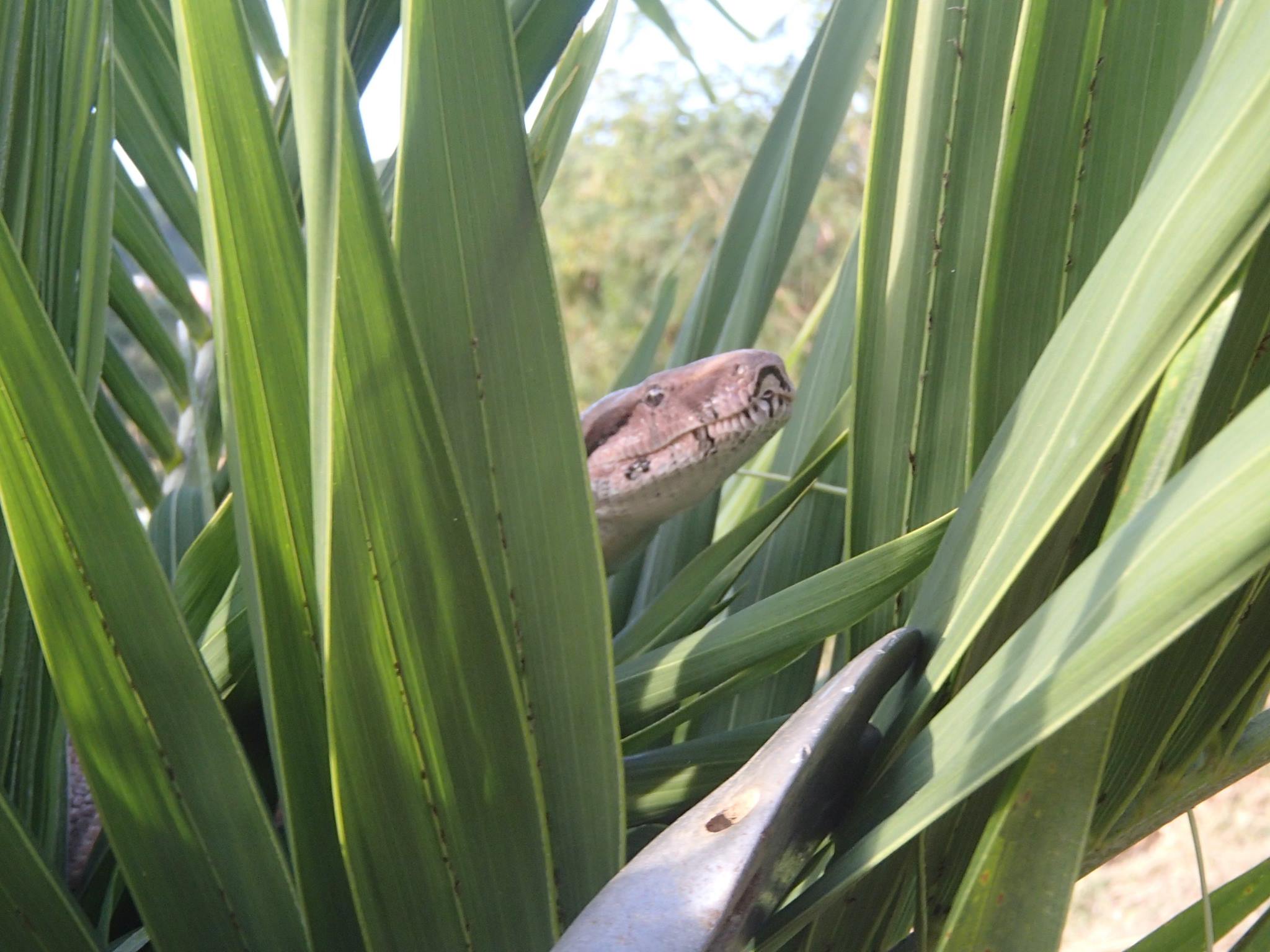 Snake on St Croix Photo