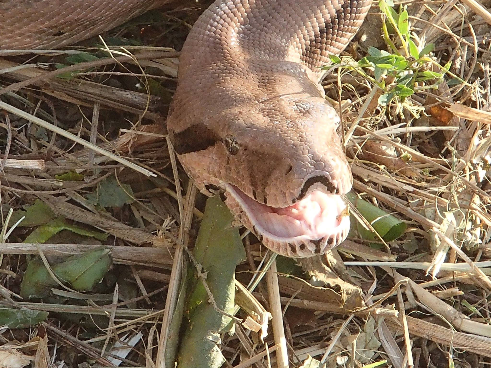 Snake on St Croix Photo