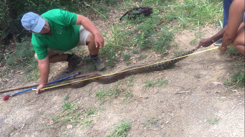 Snake on St Croix Photo
